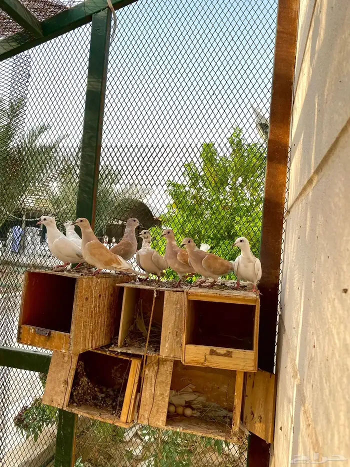 حمام منتج 1