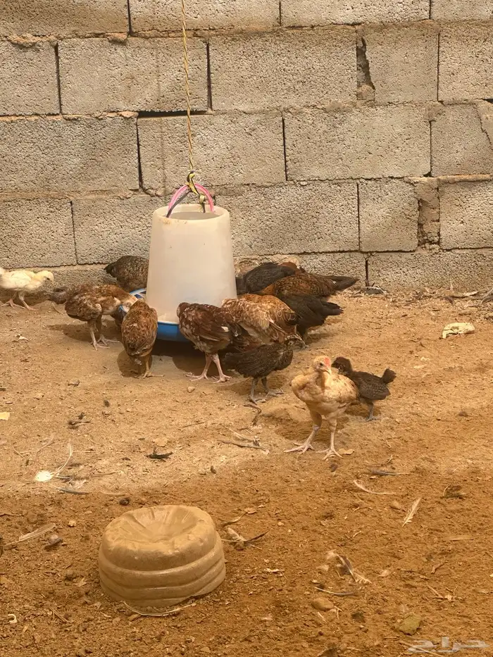 دجاج بلدي عمره من شهر وسبعين إلى شهرين وسبوع 3