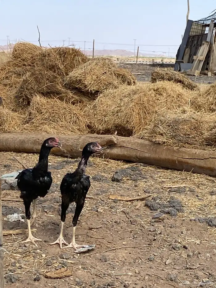 2ديكه 1 دجاجه للبيع العمر5 بس ادجاجه مهي عايشه مع اديكه 1