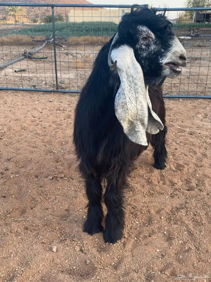 فحل معزا تيس عارضي صنف تممم البيع 7