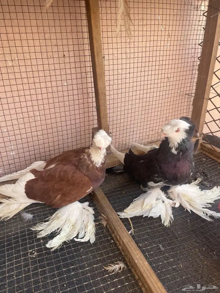 زوج حمام للبيع 0