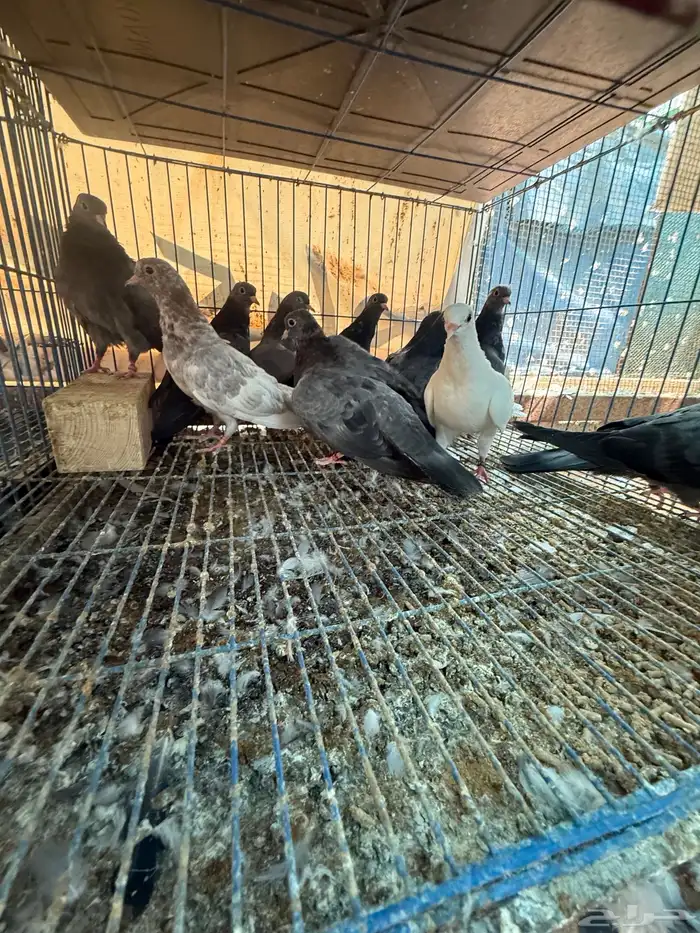 حمام صنعاوي اصيل 4