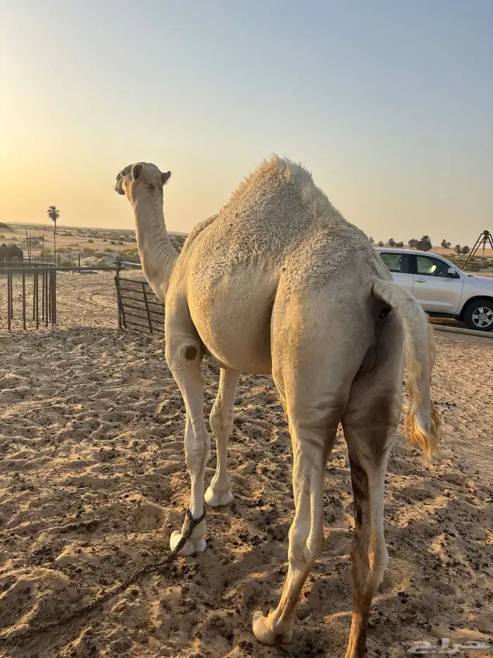 قعود للبيع 3