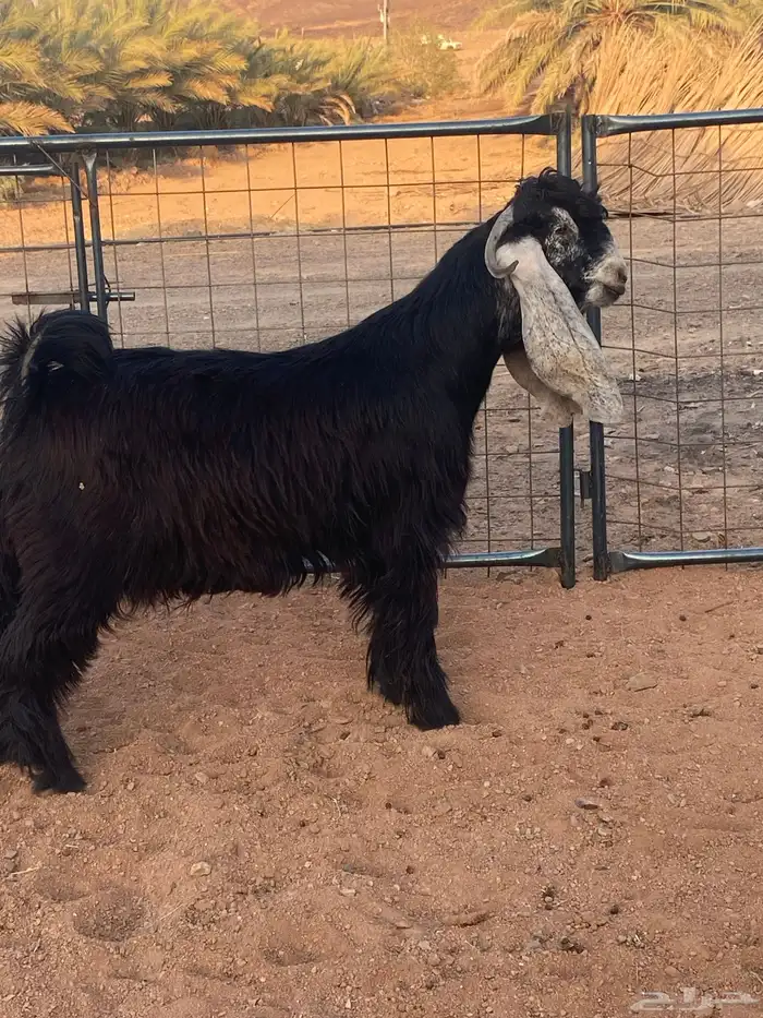 فحل معزا تيس عارضي صنف تممم البيع 0