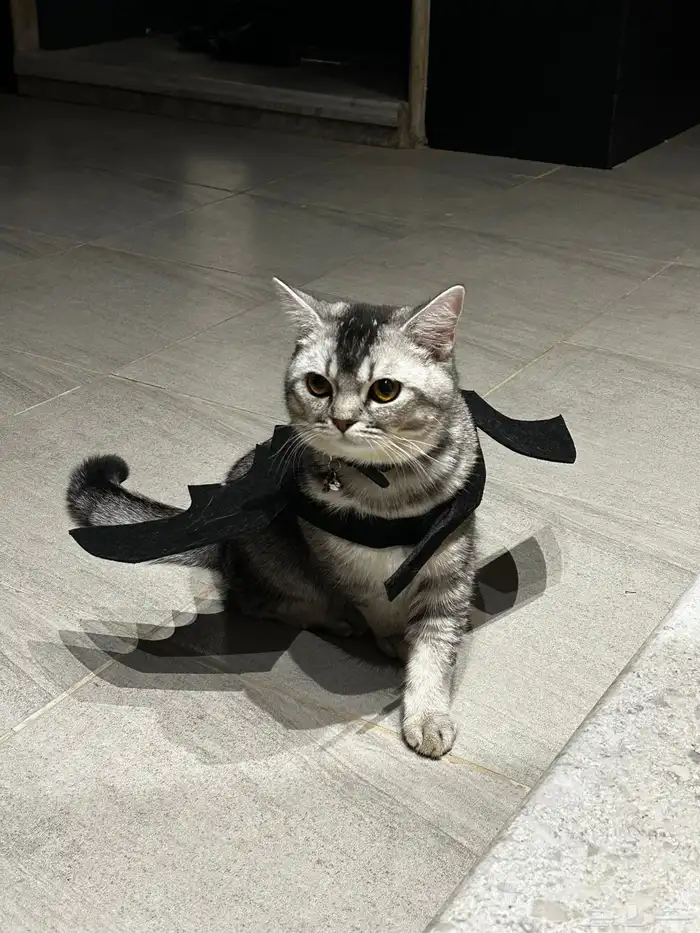 ذكر سكوتش ستريت للتزاوج 1