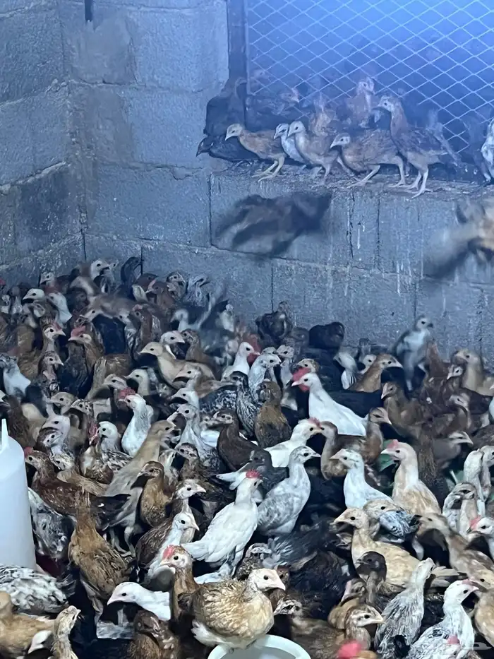 صوص بلدي نظيف ع الشرط 0