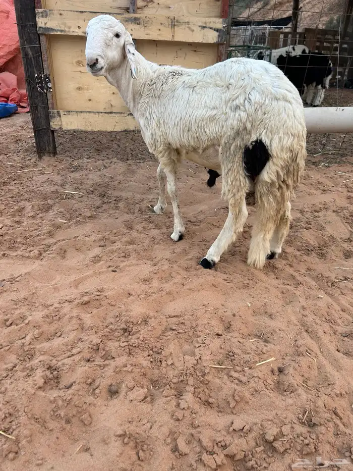 ذبيحتك جاهزه باتصال 3