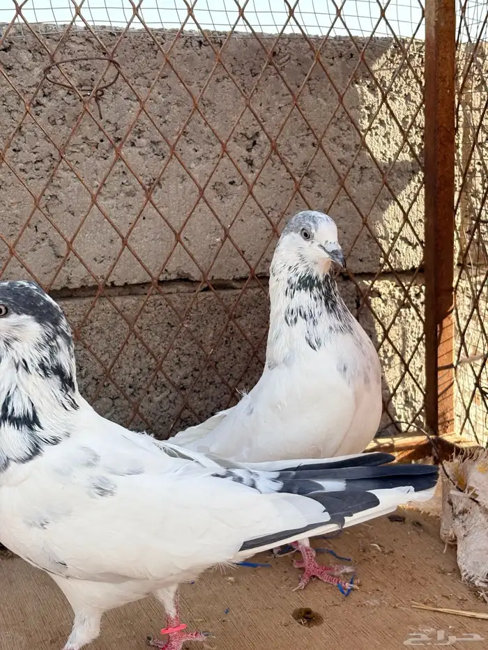حمام باكستاني بانتيز 2