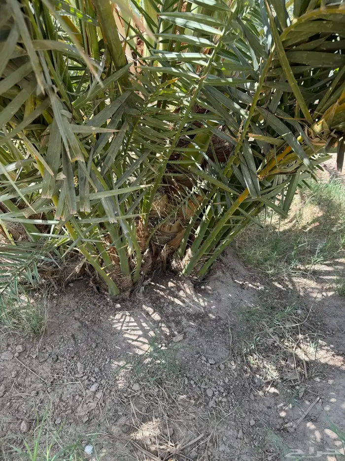 اصناء كعيمر للبيع 1