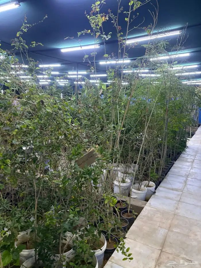 مشتل اشجار شتلات 0