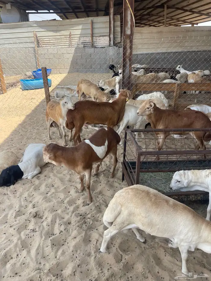 طليان رفيدي ذبايح 0