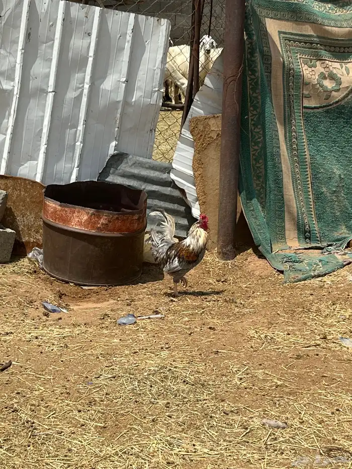 دجاج صحه على الشرط ديكين و دجاجتين الدجاجه السودا مسقط 1