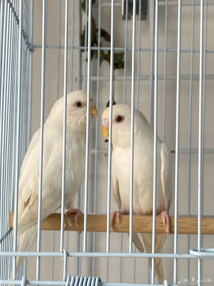 بادجي البينوا تم البيع 0