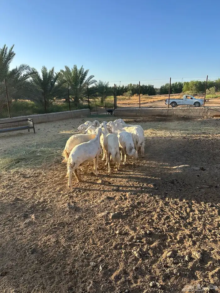 حريات مضاريع للبيع 5