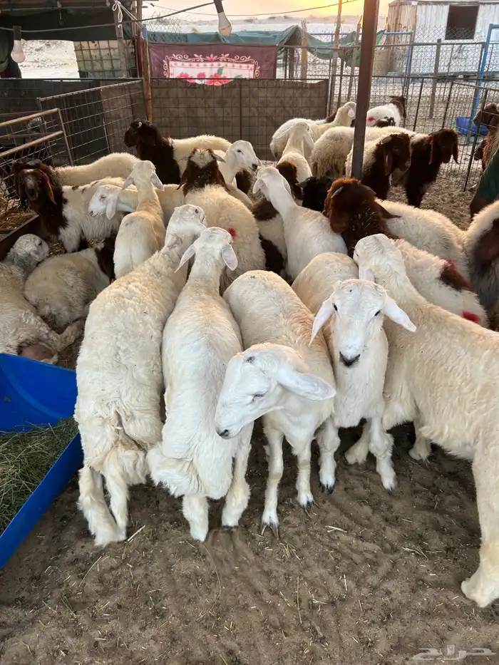 نعيم جبر وهرافي لبانيه وحريات ثلاجه كفو 9