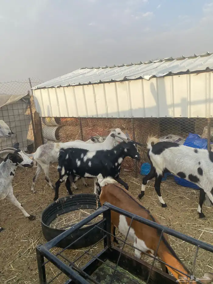 معزا جنوبيه مهجنه دفيع 17
