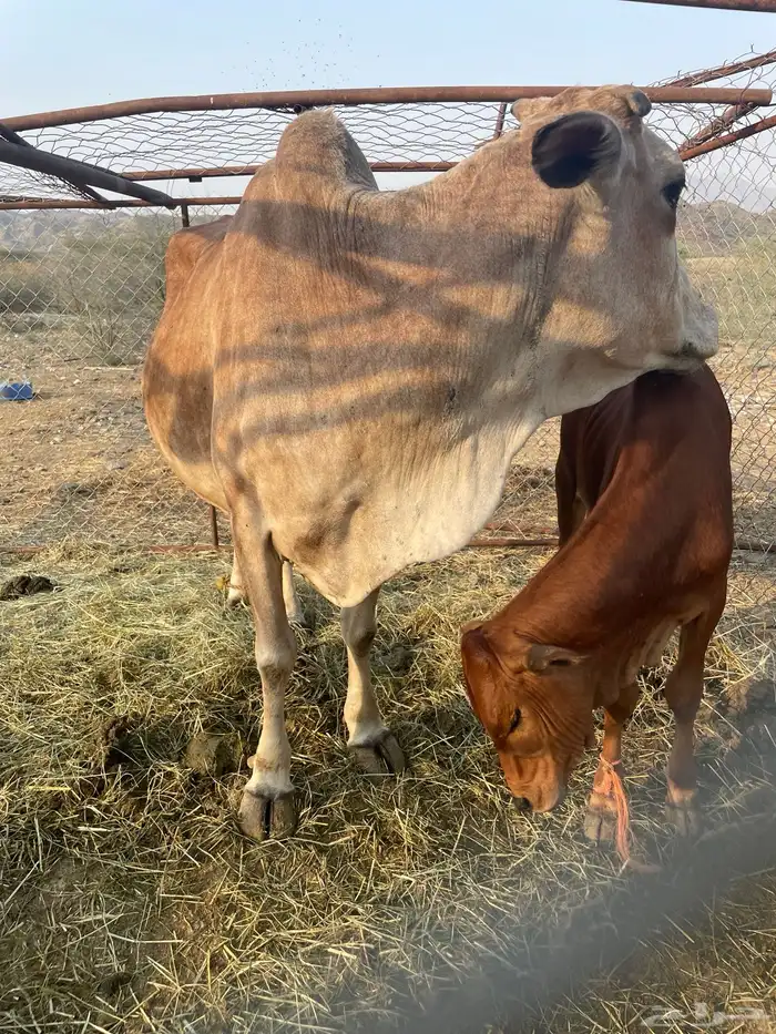 بقر 2