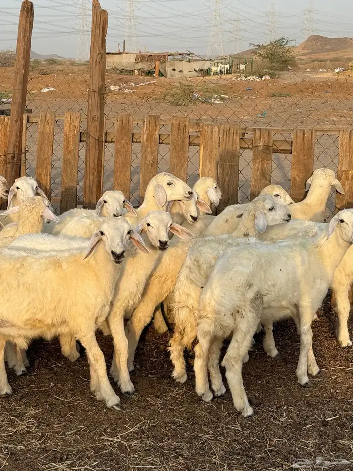 بهم تربيه شعره بيضاء من 840 6
