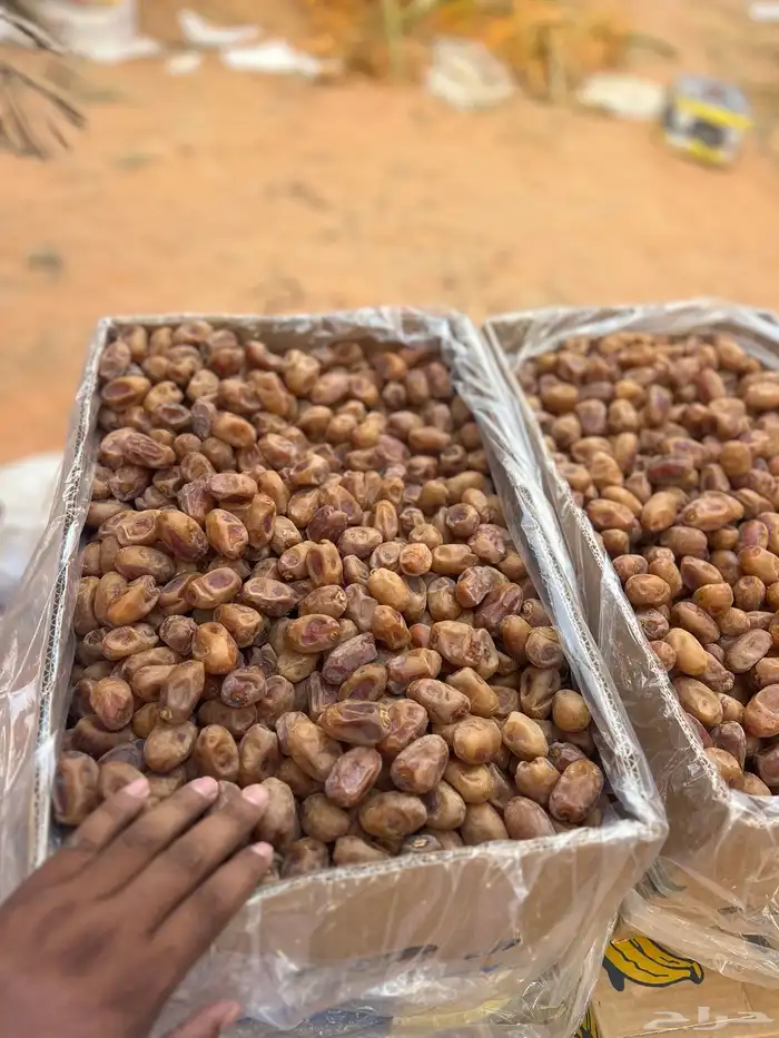 تمور اخلاص فاخر 7