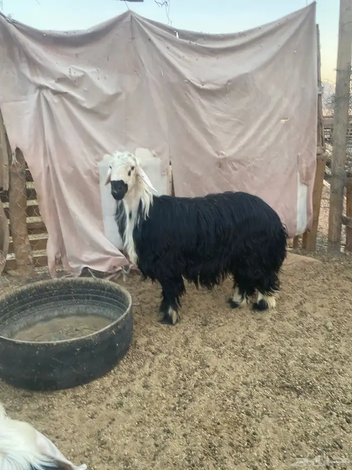خروف فحل نجدي السن ثني 0