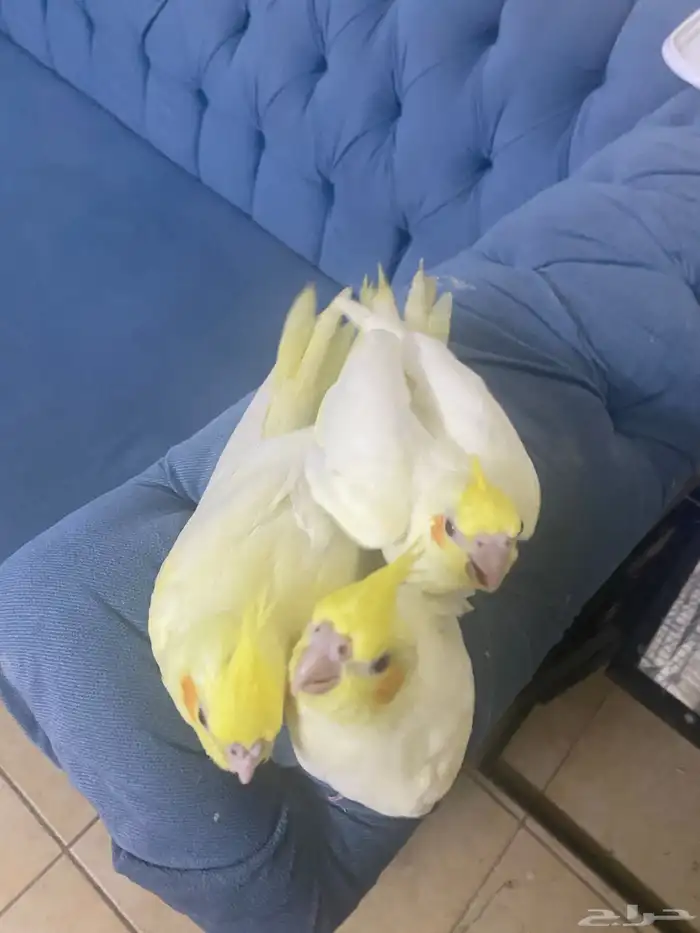 فروخ كروان 1