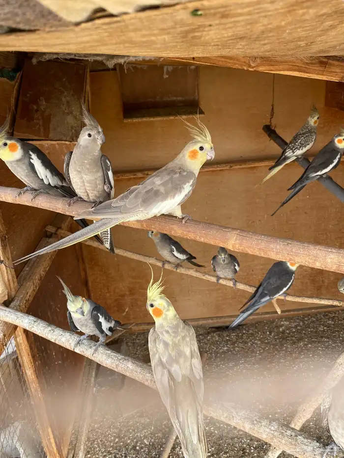 لبيع كروان 2