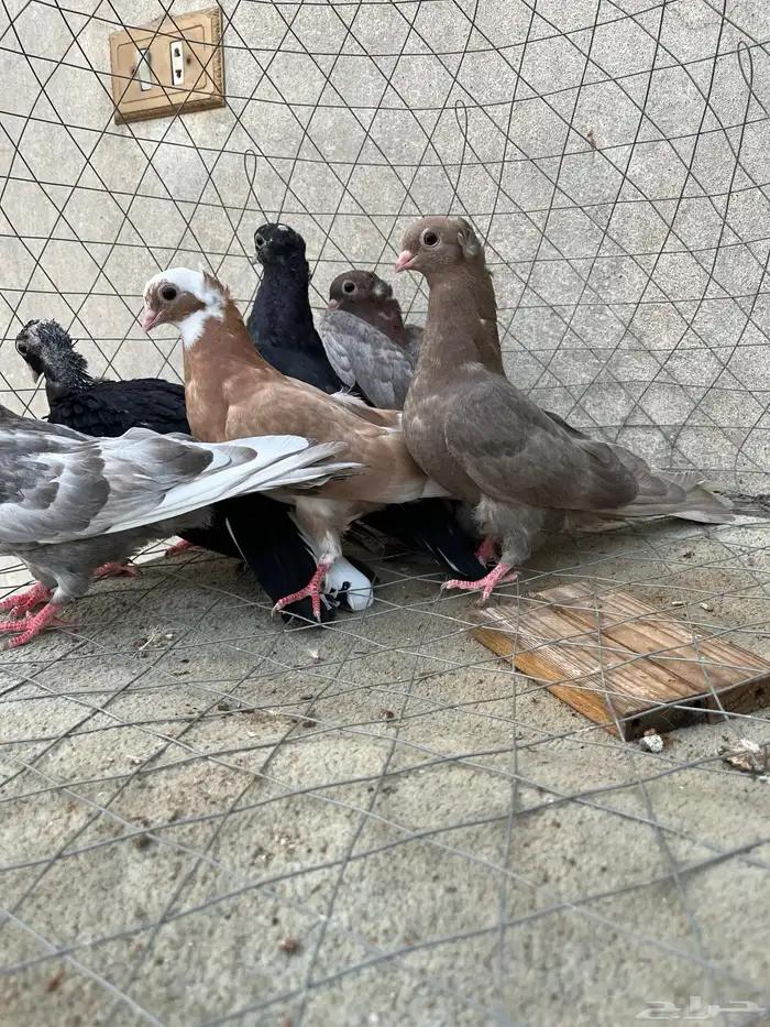 للبيع طبات قطايف توب . 0