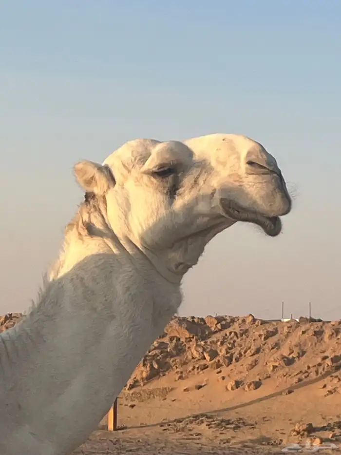 بعير اوضح ثني عظم وساس على الهدب مشروط ( الخرج) 2