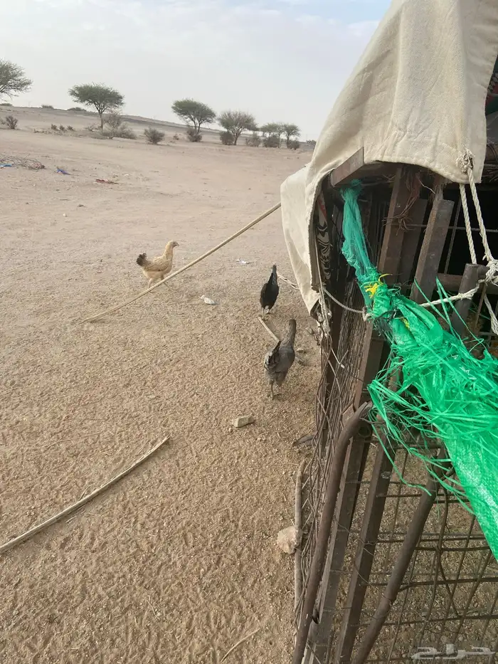 البيع دجاج طيب بياض 2