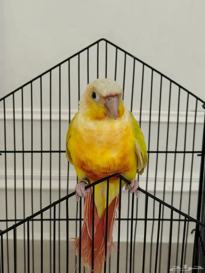 طائر صن شيك اليف 0