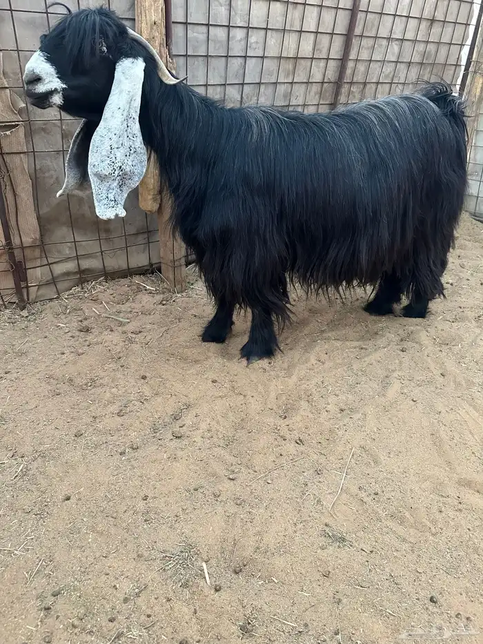 للبيع معزا عوارض خصصم 1