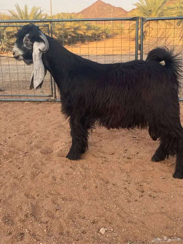 فحل معزا تيس عارضي صنف تممم البيع 10