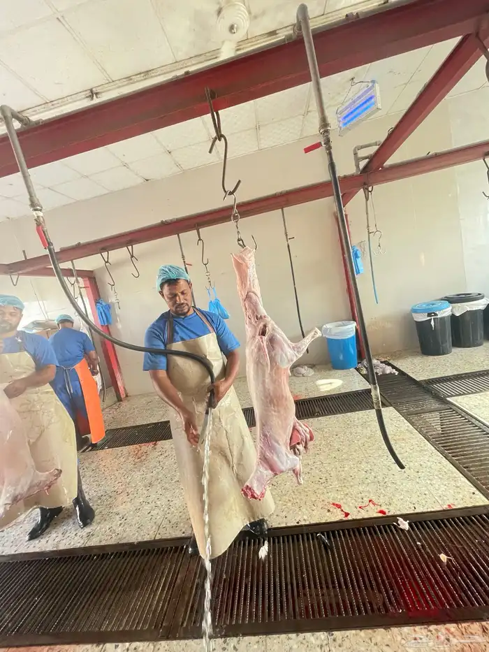 ذبايح تمايم ضيفه ثلاجه واسعار كفو 5