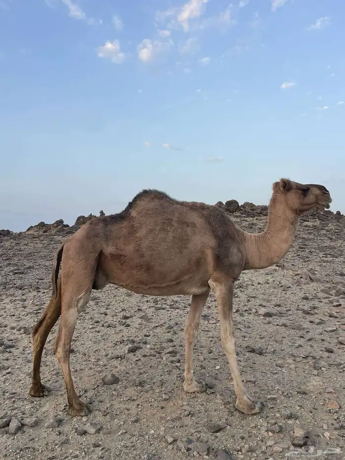 ناقه حايل 1