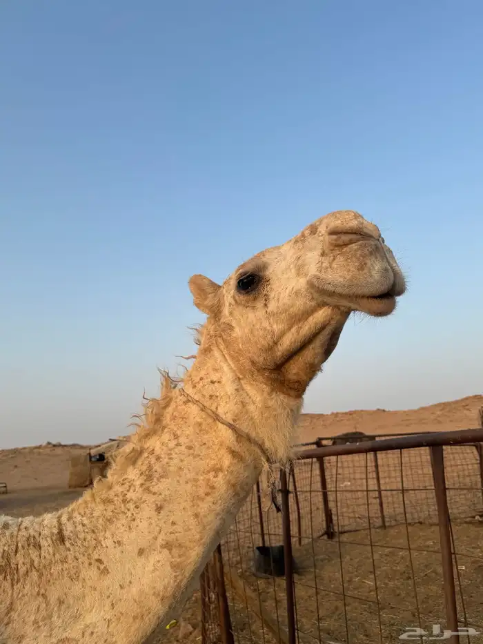 بكره 1