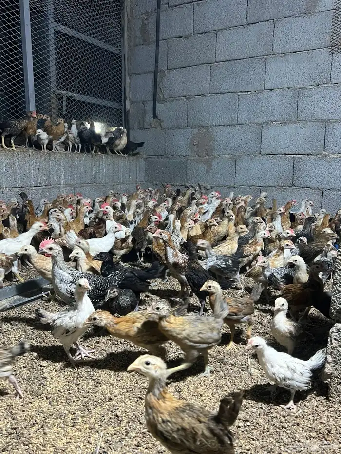 صوص بلدي نظيف ع الشرط 2