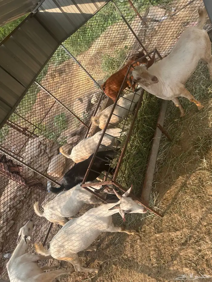 تيوس بلدي للبيع 1