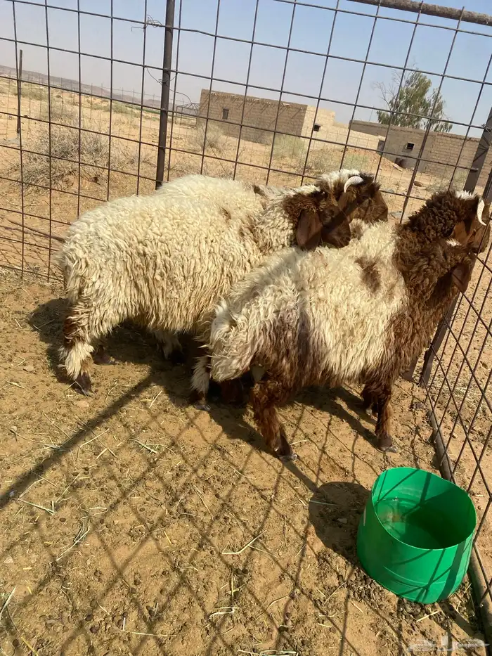 بهم نعيم جبر 1
