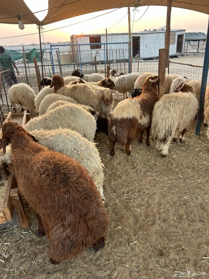 نعيم جبر وهرافي لبانيه وحريات ثلاجه كفو 14