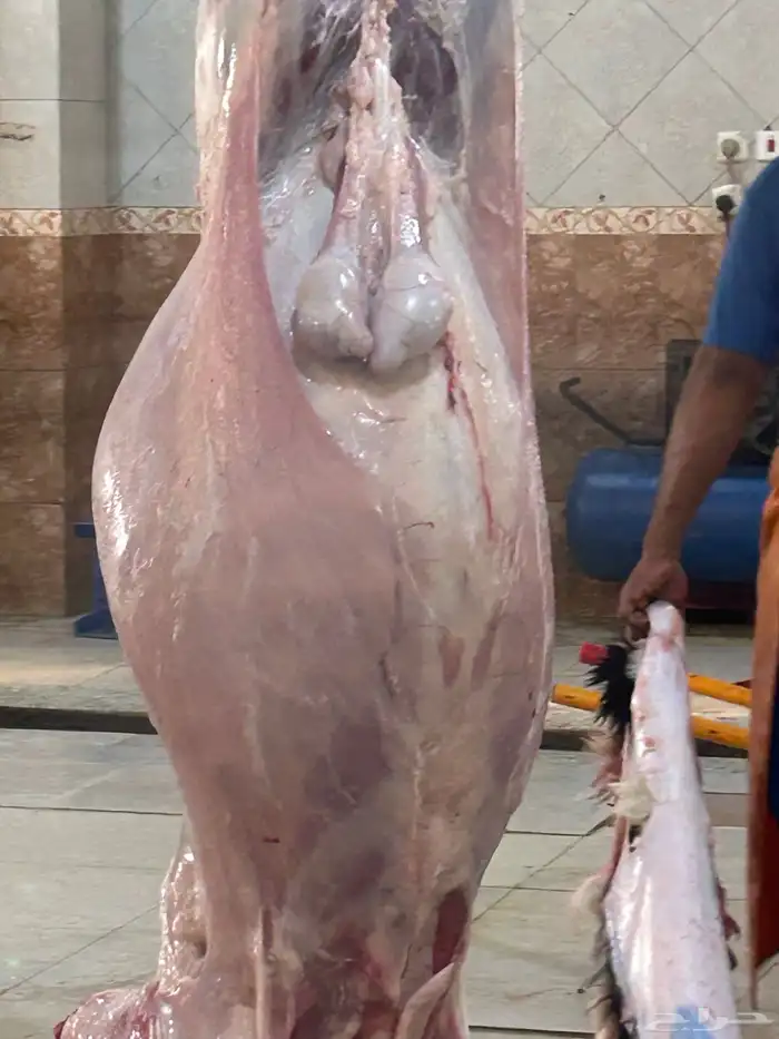 ذبيحتك جاهزه باتصال 2