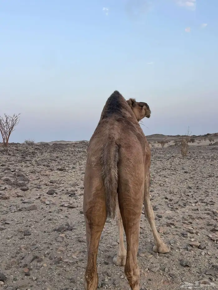ناقه حايل 0