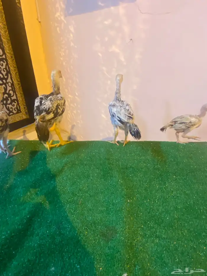 دجاج فارسي للبيع فروخ ماشاءالله 6