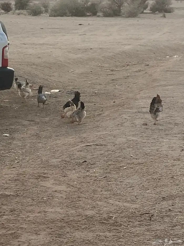 البيع دجاج طيب بياض 4