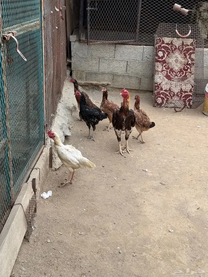 دجاج باكستاني 1