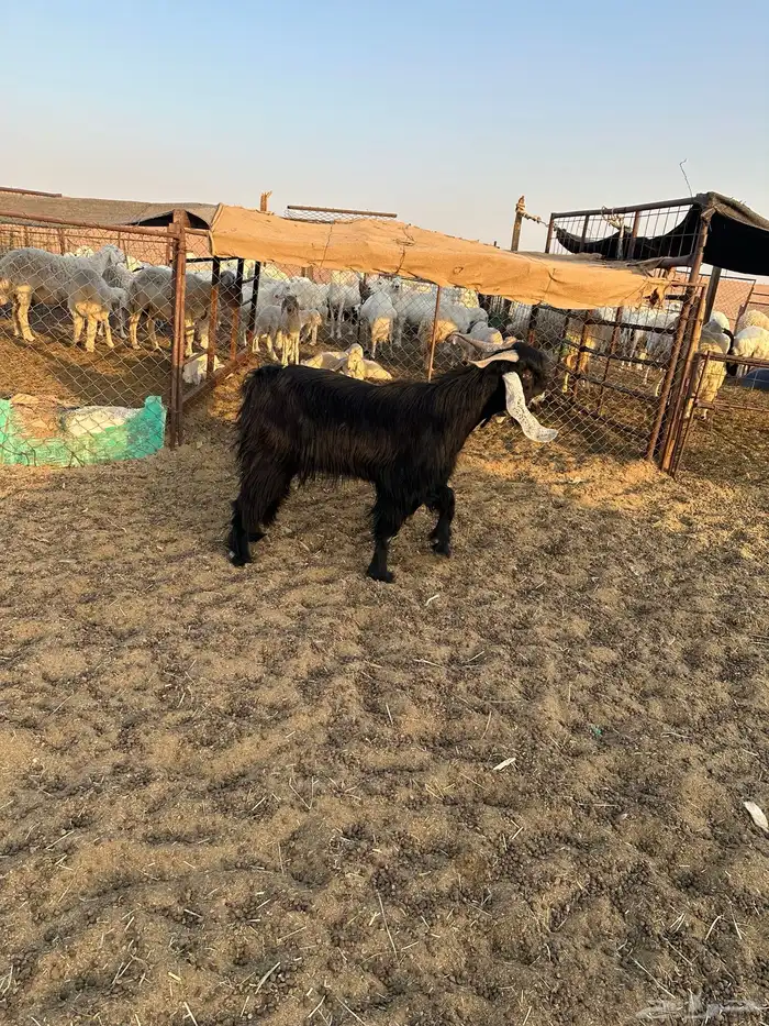 البيع تيس عرضي جذاع عل شروط 2