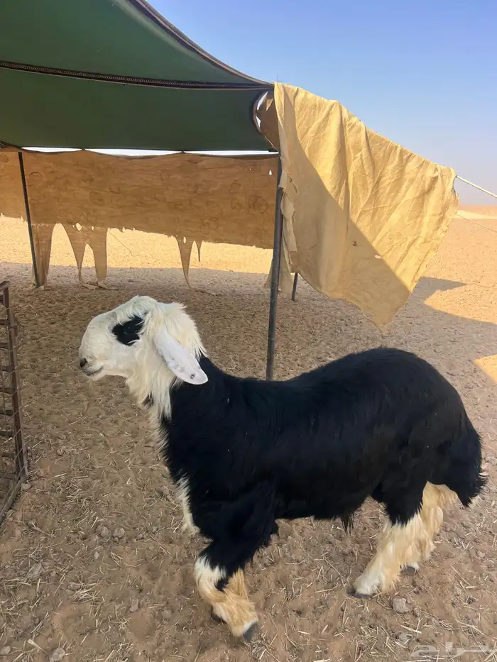 نجدي مشروع فحل 0