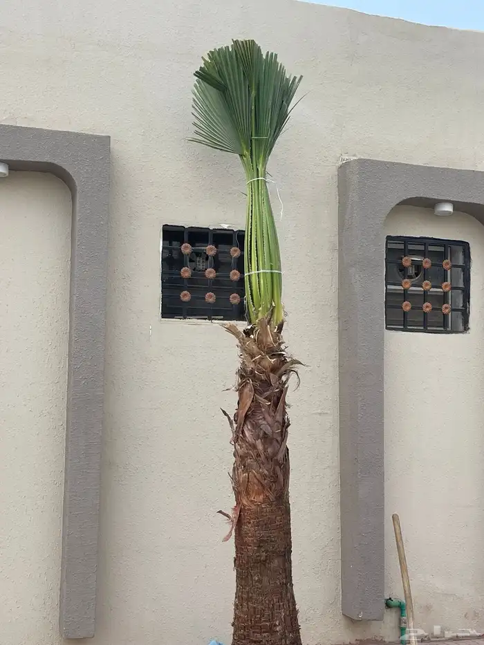 نخيل واشنطونيا للبيع بجميع انواع المقاسات 5