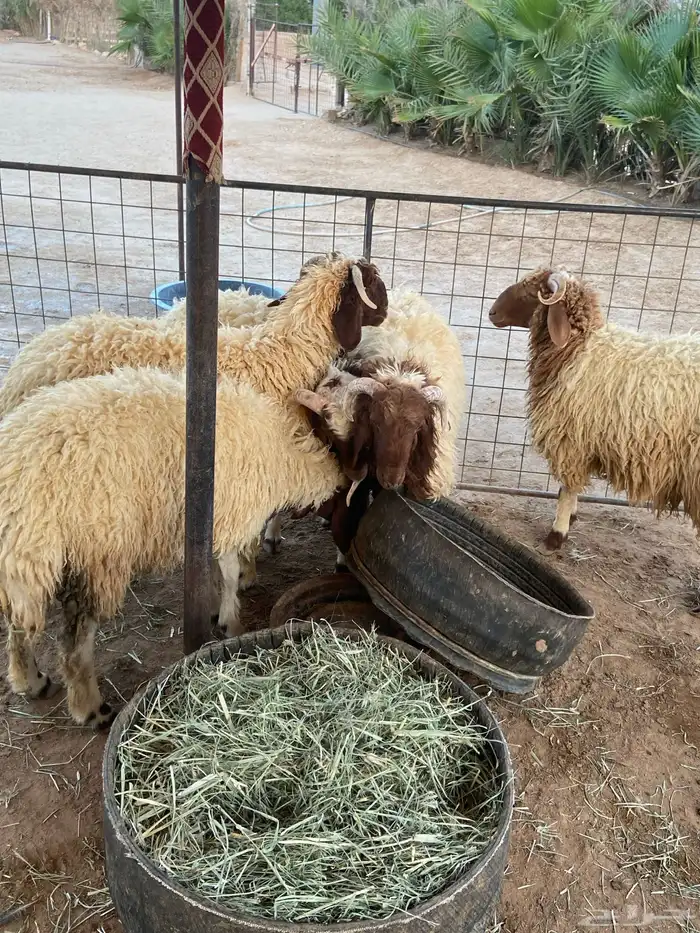 بهم نعيم 1
