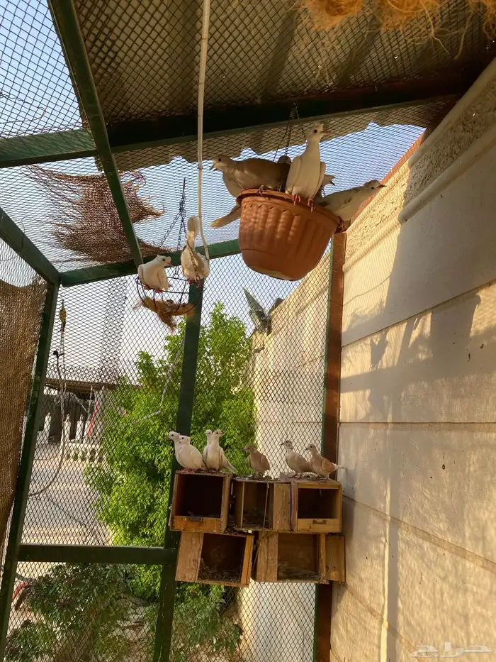 حمام منتج 7