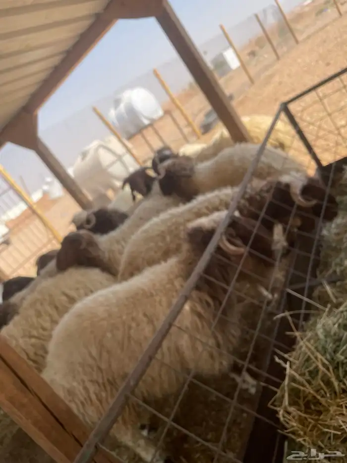 ذبايح تمايم ضيفه ثلاجه واسعار كفو 7